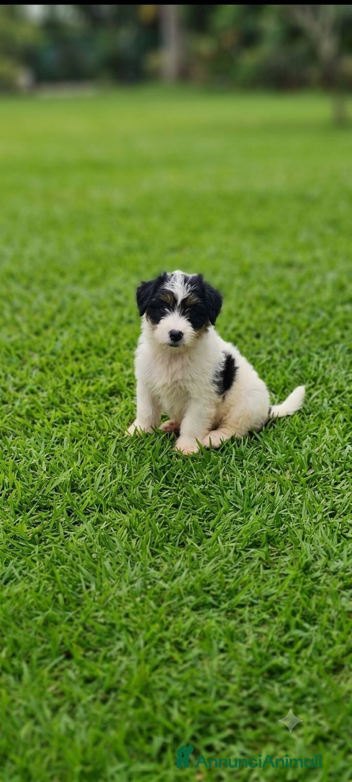 Jack Russell cani Jack Russell  - Annuncio 2