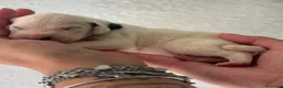 Dalmata cani in vendita: Dalmata  - Annuncio 11