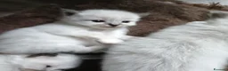Sacro di Birmania gatti in vendita: Cuccioli Sacro di Birmania disponibili  - Annuncio 7