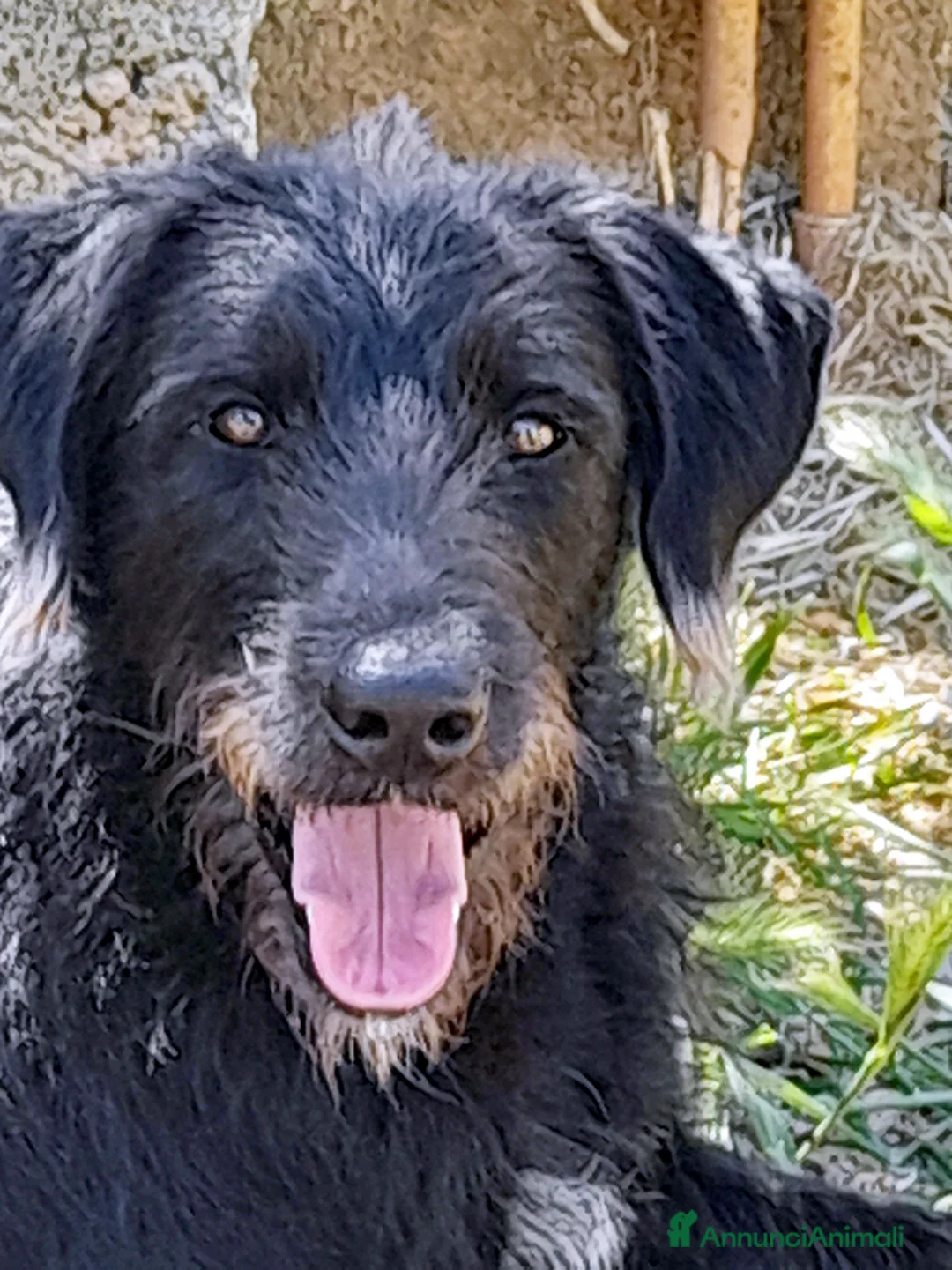 Meticcio cani in regalo: Jerry, bellissimo spinone in adozione - Annuncio 1