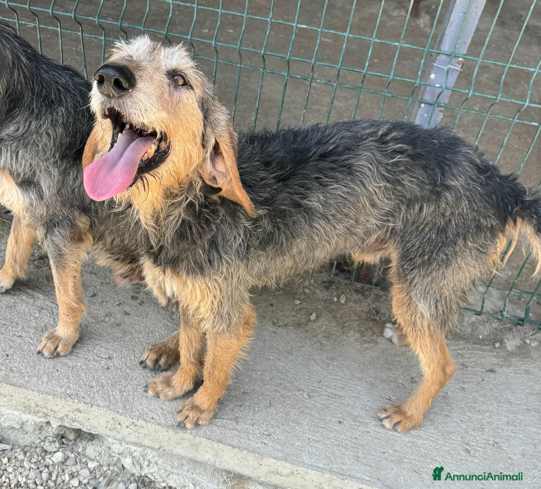 Segugio cani in regalo: Athos 5 anni Taglia media contenuta  - Annuncio 2