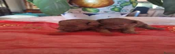 Barboncino Toy cani in vendita: Maschi toy red - Annuncio 5