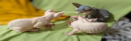 Sphynx gatti in vendita: 3 Gattini  Canadian Sphynx con PEDIGREE - Annuncio 9