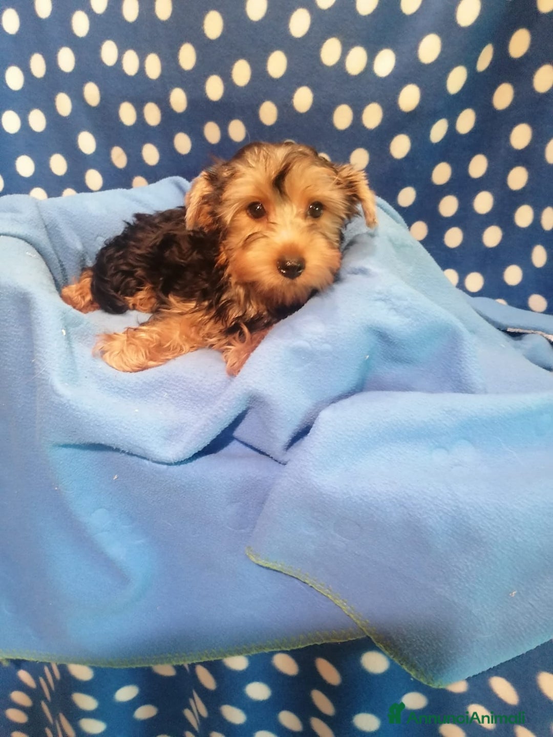 Yorkshire cani in vendita: Yorkshire Terrier cuccioli a Province of Rovigo - Immagine 3
