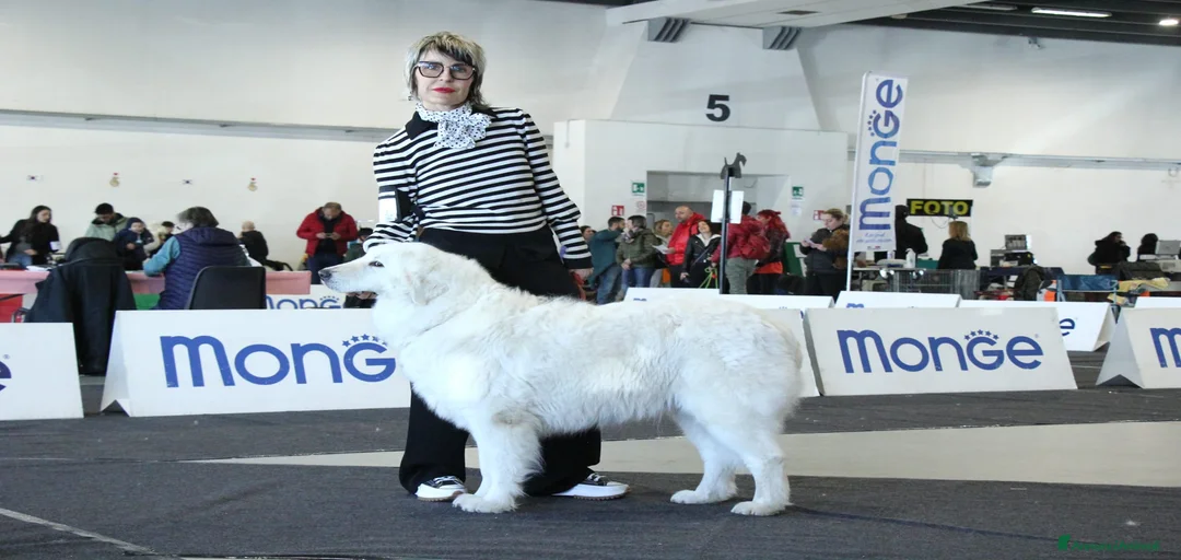 Immagine della galleria {{count}}