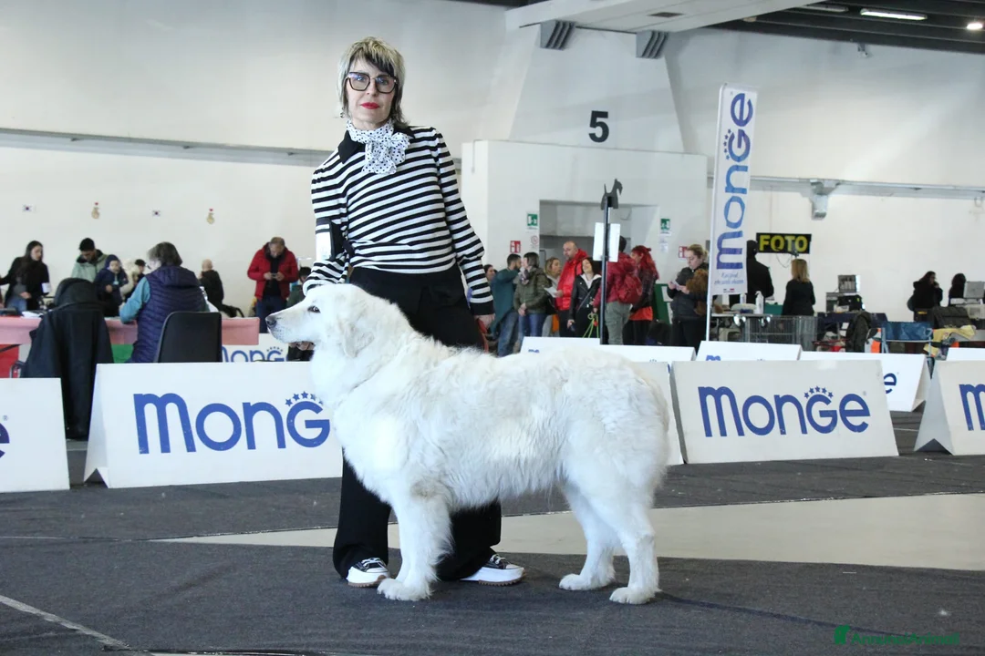 Immagine della galleria {{count}}