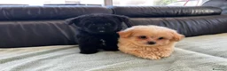 Spitz cani in vendita: Spitz tedesco nano  - Annuncio 5