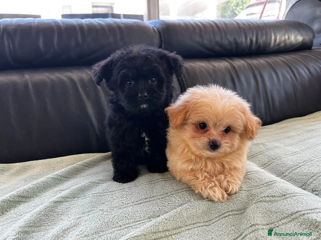 Spitz cani in vendita: Spitz tedesco nano  - Annuncio 5