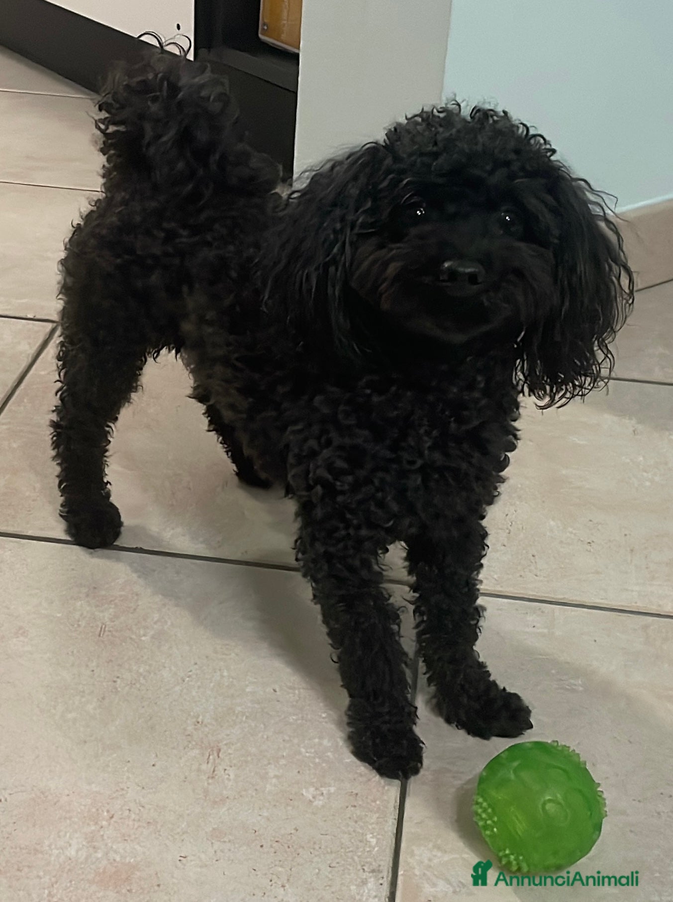 Barboncino cani Accoppiamento/monta barboncino Toy e nano a Provincia di Monza e della Brianza - Annuncio 2