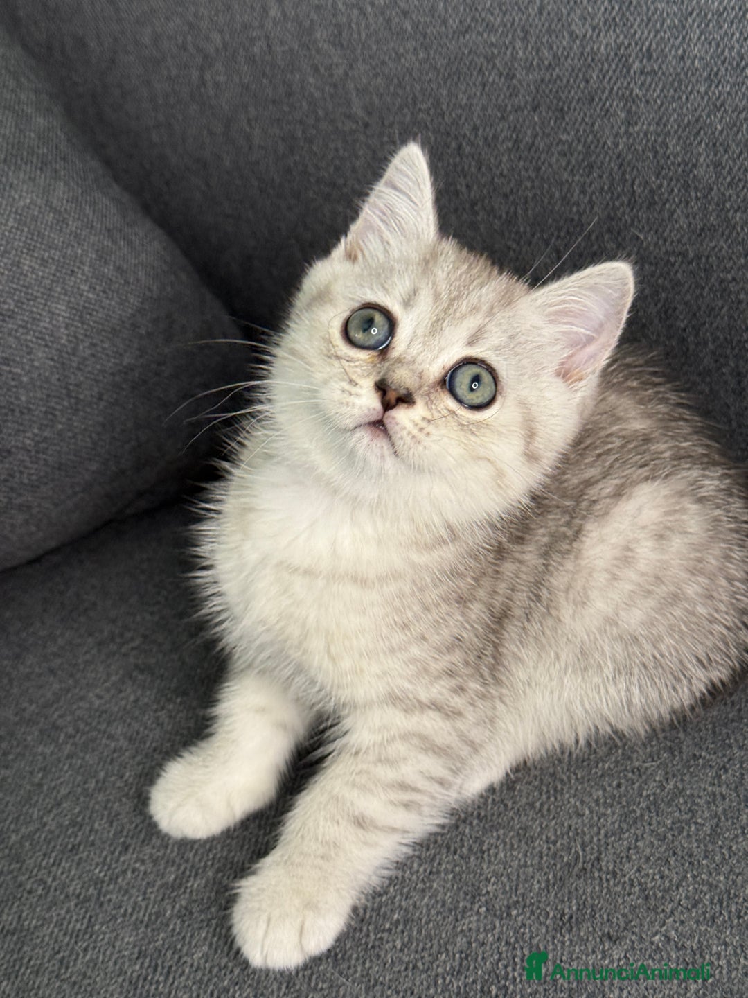 British gatti in vendita: Fantastici Gattine British-Scottish a Città Metropolitana di Firenze - Immagine 6