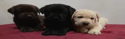 Labrador cani in vendita: Cuccioli labrador  - Annuncio 10