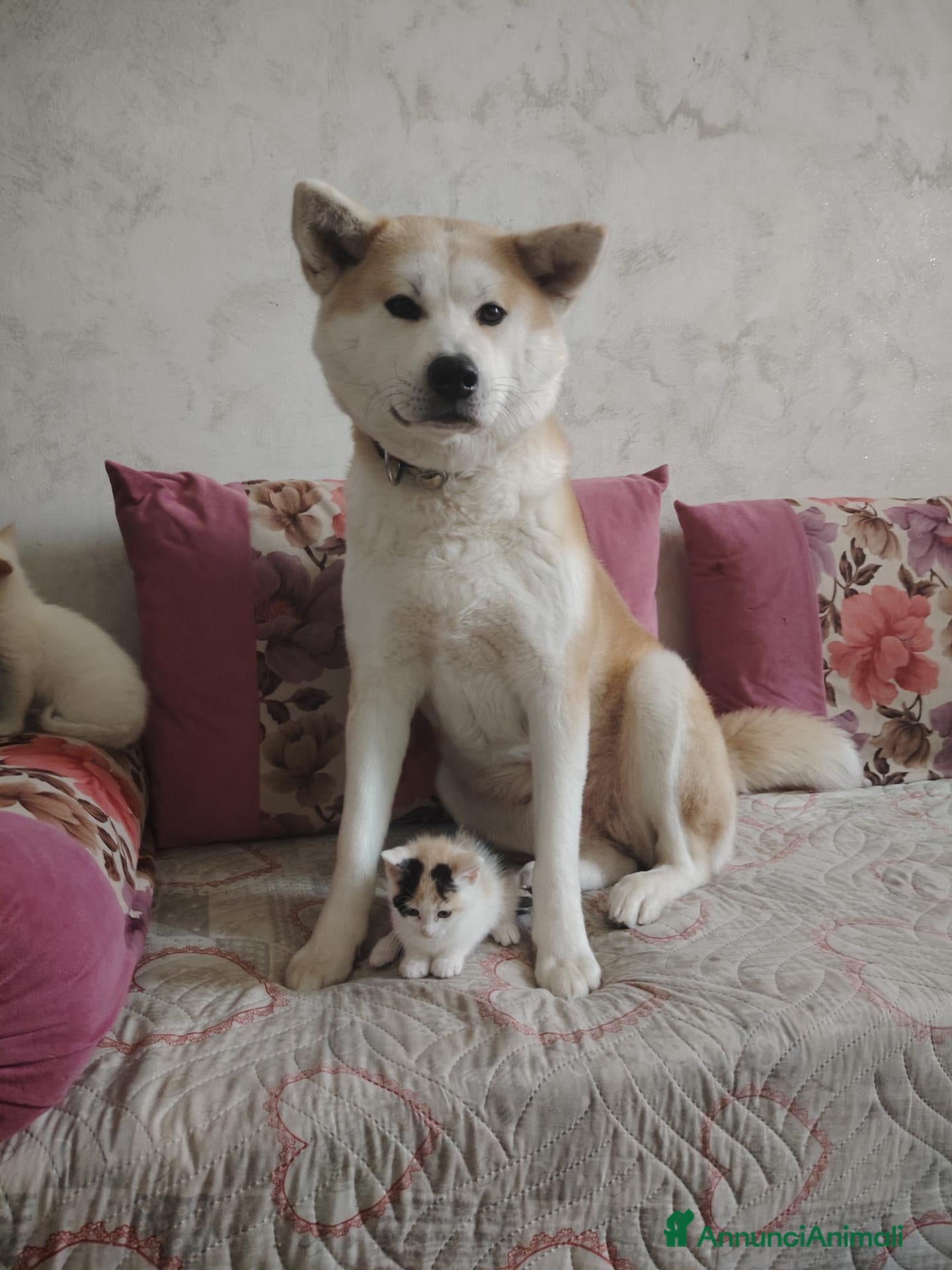 Akita Inu cani Cuccioli Akita inu - Annuncio 4
