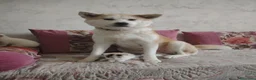 Akita Inu cani in vendita: Cuccioli Akita inu - Annuncio 1