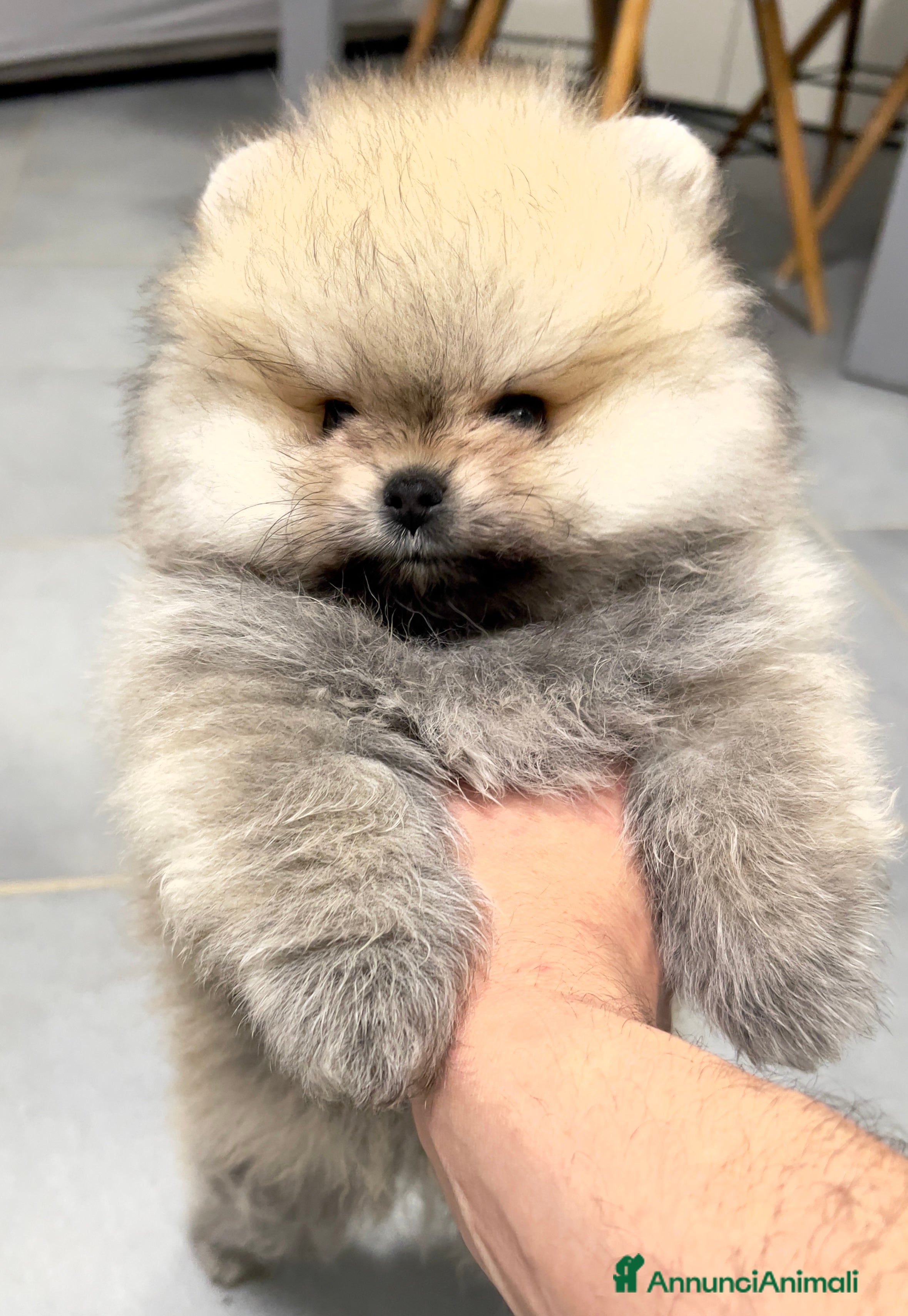 Volpino Pomerania cani Pomerania Spitz Toy nano  - Annuncio 4