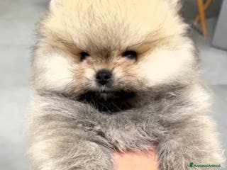 Volpino Pomerania cani Pomerania Spitz Toy nano - Annuncio 4
