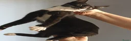 Meticcio gatti in regalo: 4 gattine in adozione  a Città metropolitana di Catania - Annuncio 13