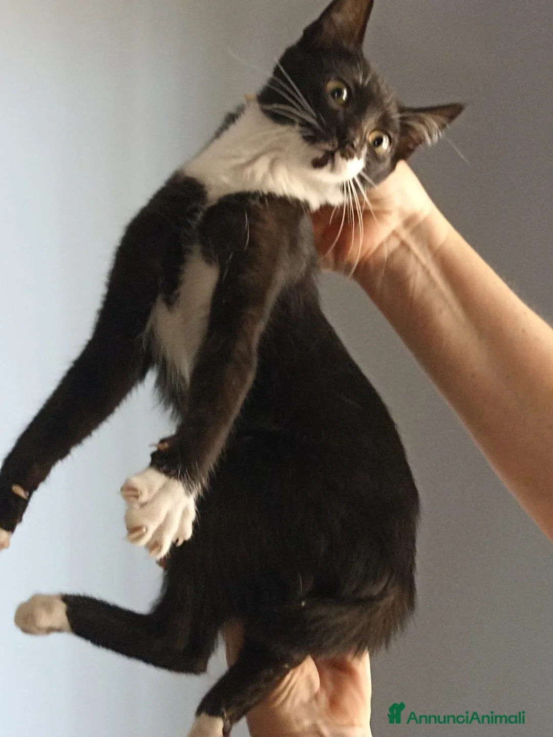 Meticcio gatti in regalo: 4 gattine in adozione  a Città metropolitana di Catania - Annuncio 13