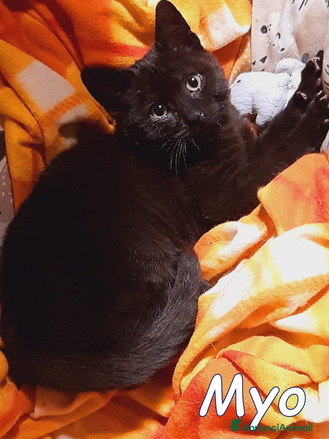 Europeo gatti in regalo: MYO e AMY DUE AMORI DI GATTINI - Annuncio 2