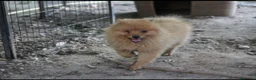 Spitz cani in vendita: Spitz tedesco piccolo volpino  - Annuncio 3