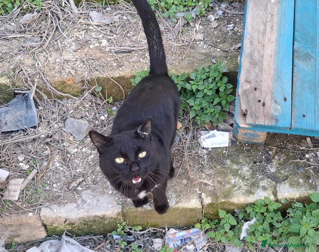 Europeo gatti in regalo: buonissimo panterino in regalo a Città metropolitana di Catania - Annuncio 3