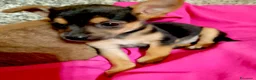 Meticcio cani in regalo: Cucciola femmina taglia piccola - Annuncio 4