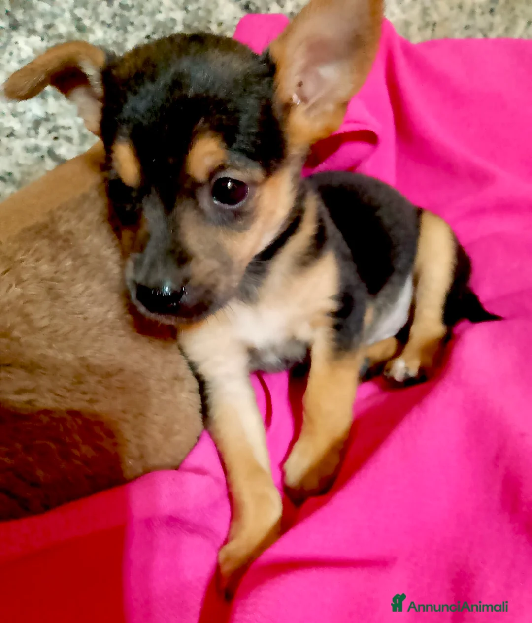 Meticcio cani in regalo: Cucciola femmina taglia piccola - Annuncio 4