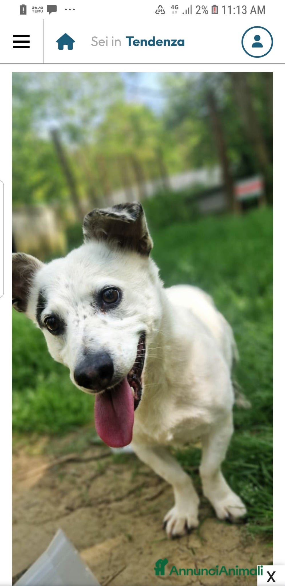 Meticcio cani ADOZ.DEL💔:nano con cuore gigante da 7 anni cerca  - Annuncio 8