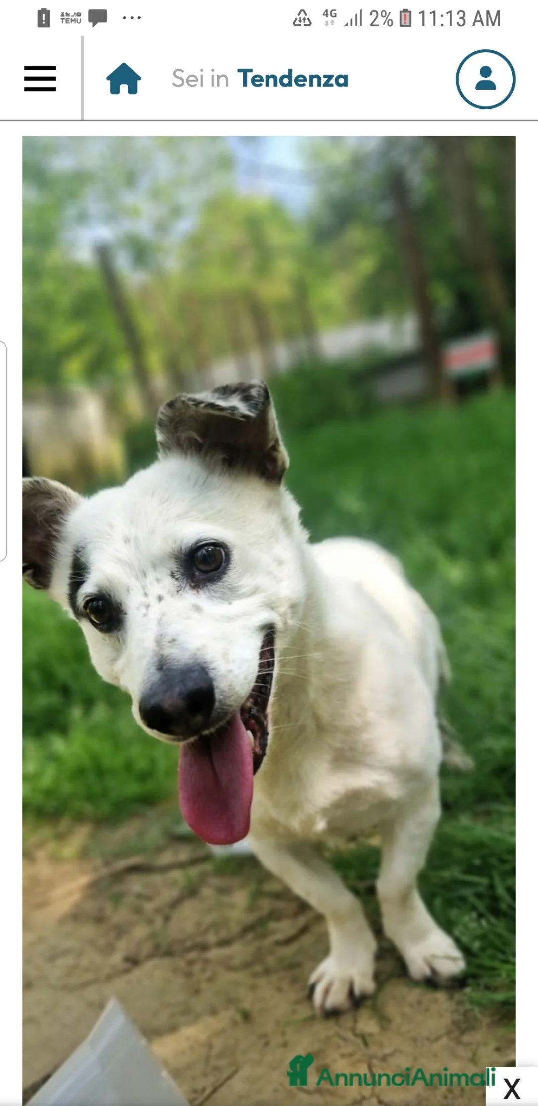 Meticcio cani in regalo: ADOZ.DEL💔:nano con cuore gigante da 7 anni cerca  - Annuncio 1