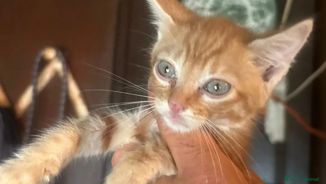 Meticcio gatti in regalo: Elide, Michelino e Rudy - gattini cercano casa - Annuncio 4
