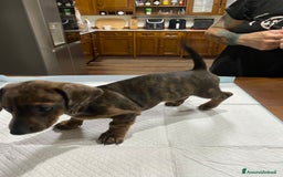 Bassotto cani in vendita: Cuccioli di Bassotto Arlecchino/Macchiati  a Provincia di Vicenza - Immagine 3