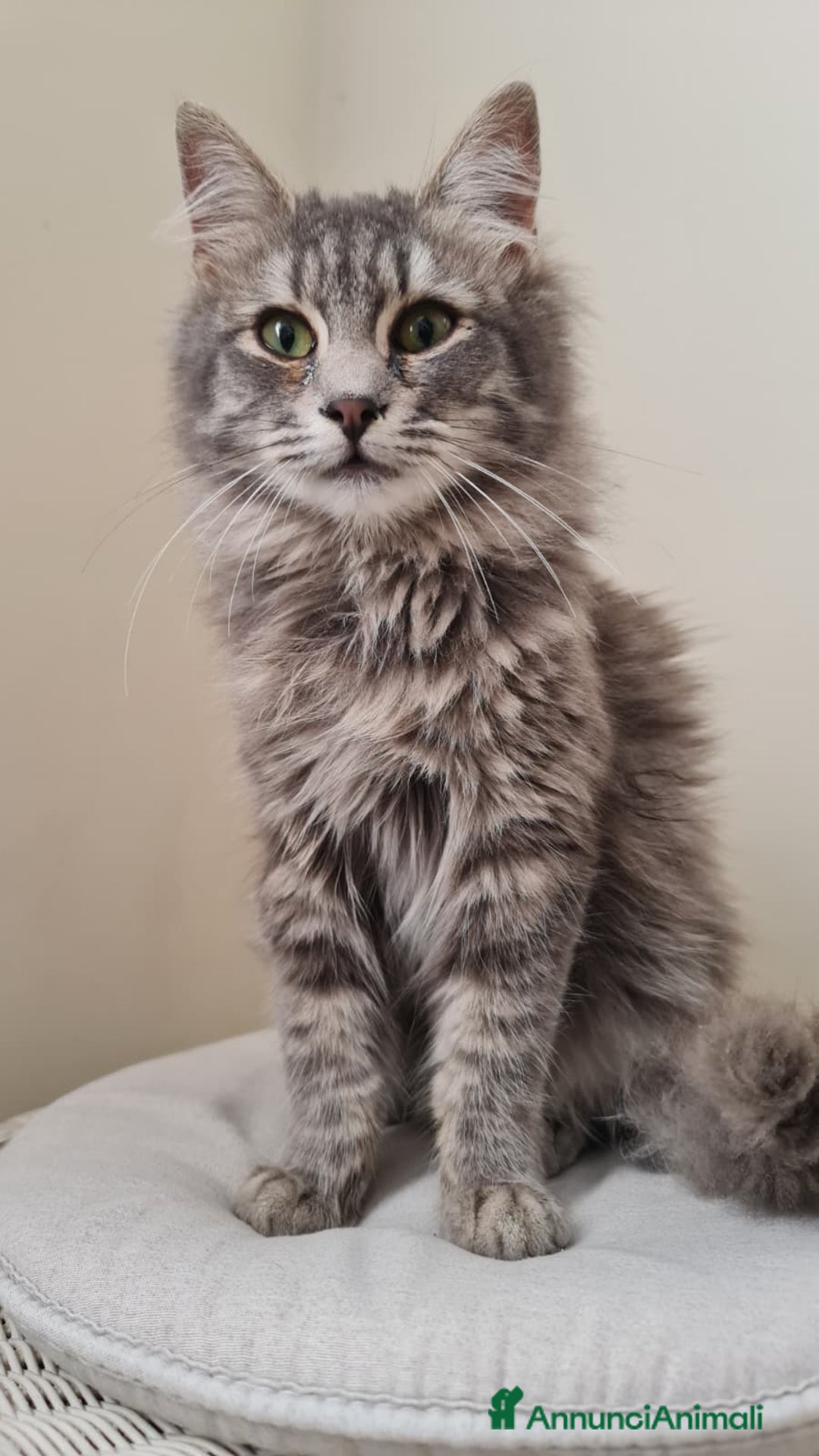 Europeo gatti in regalo: Giulio Cesare, 3 mesi e mezzo, pelo lungo - Annuncio 2