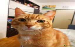 Altre razze gatti in regalo: Gattini Rossi  a Città metropolitana di Roma Capitale - Immagine 8