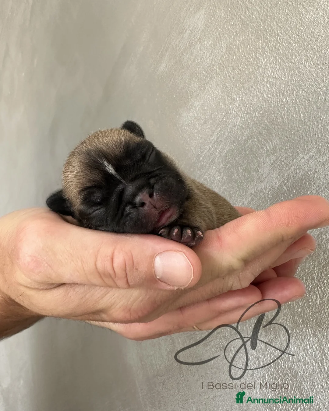 Bulldog Francese cani in vendita: Bulldog francesi a Provincia di Bergamo - Annuncio 1
