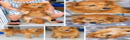 Meticcio cani in regalo: Cagnolina taglia media piccola  - Annuncio 1