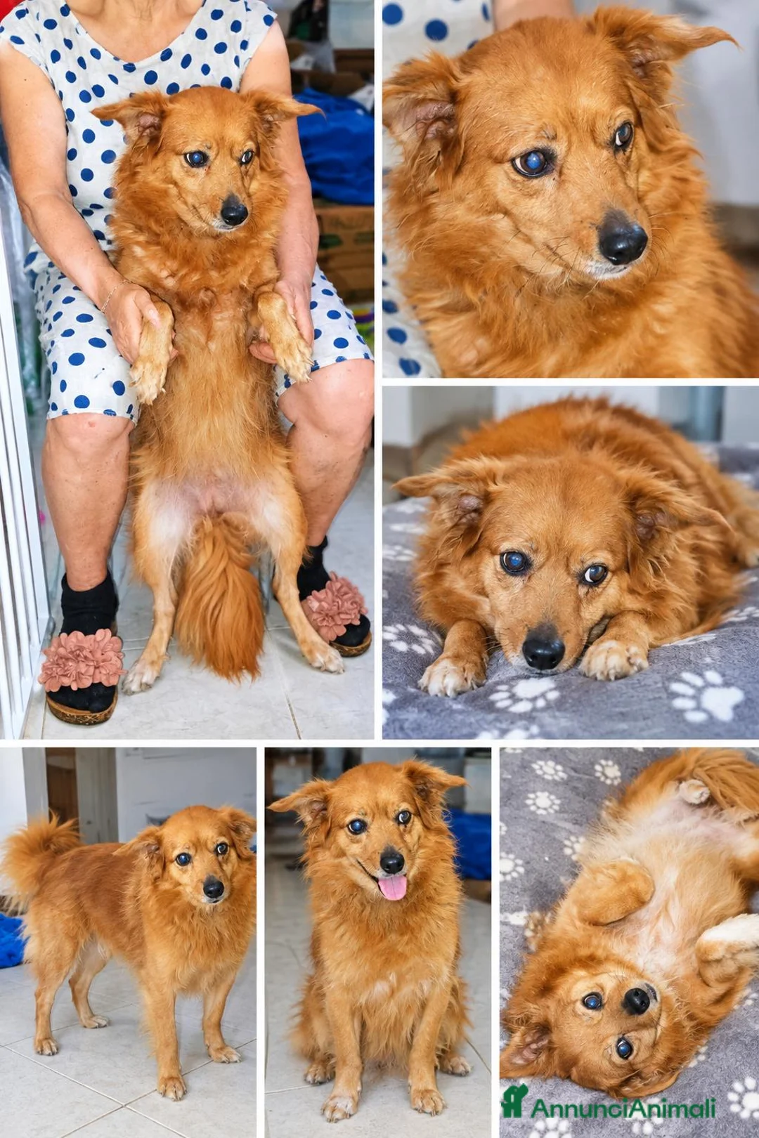 Meticcio cani in regalo: Cagnolina taglia media piccola  - Annuncio 1
