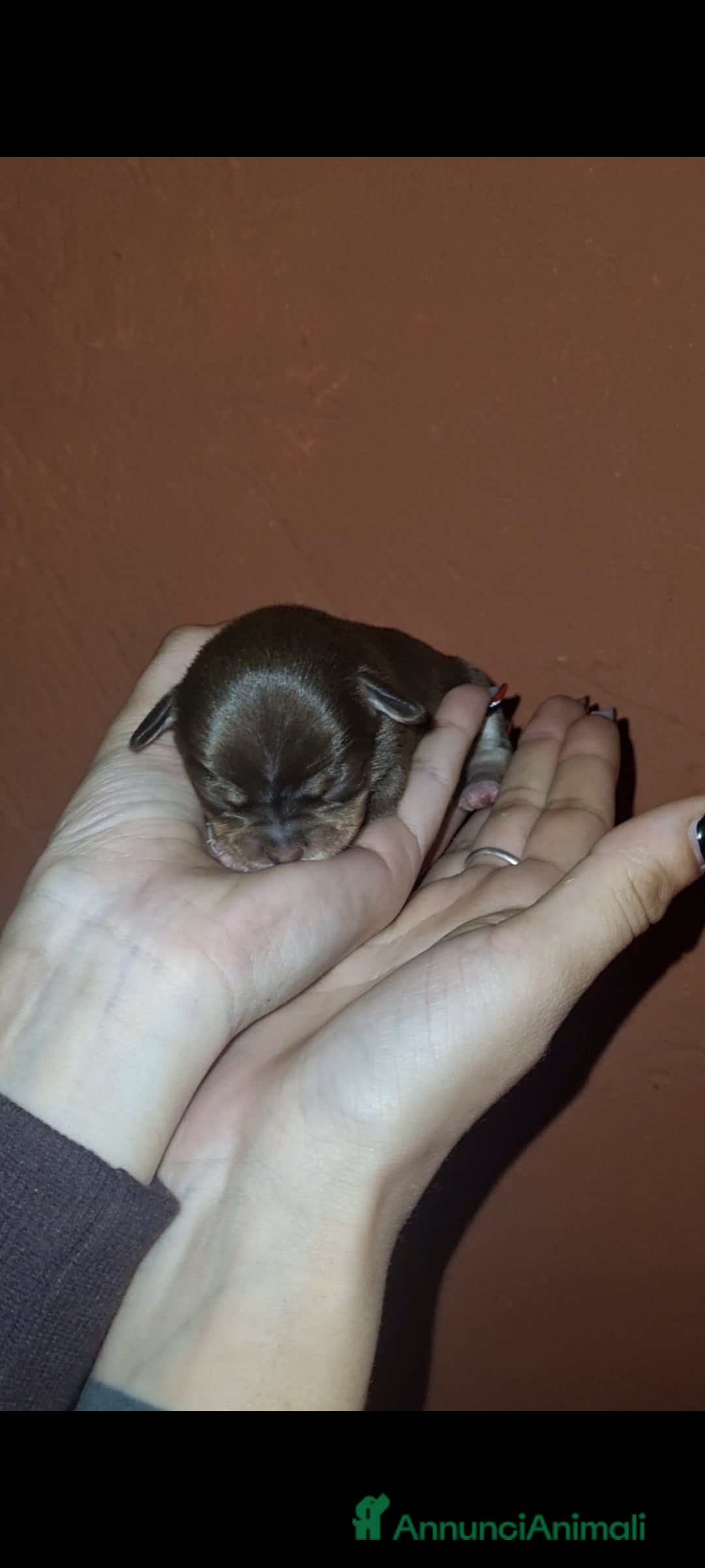 Chihuahua cani in vendita: Cuccioli di chihuahua piccolissimi  - Annuncio 4