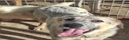 Meticcio cani in regalo: LIVIA 🩷 UN SORRISO CHE MERITA UNA CASA 😍 a Provincia di Forlì-Cesena - Annuncio 7