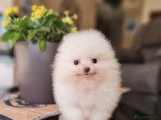 Spitz cani Spitz tedesco NANO ( POMERANIA ) a Provincia di Monza e della Brianza - Annuncio 4