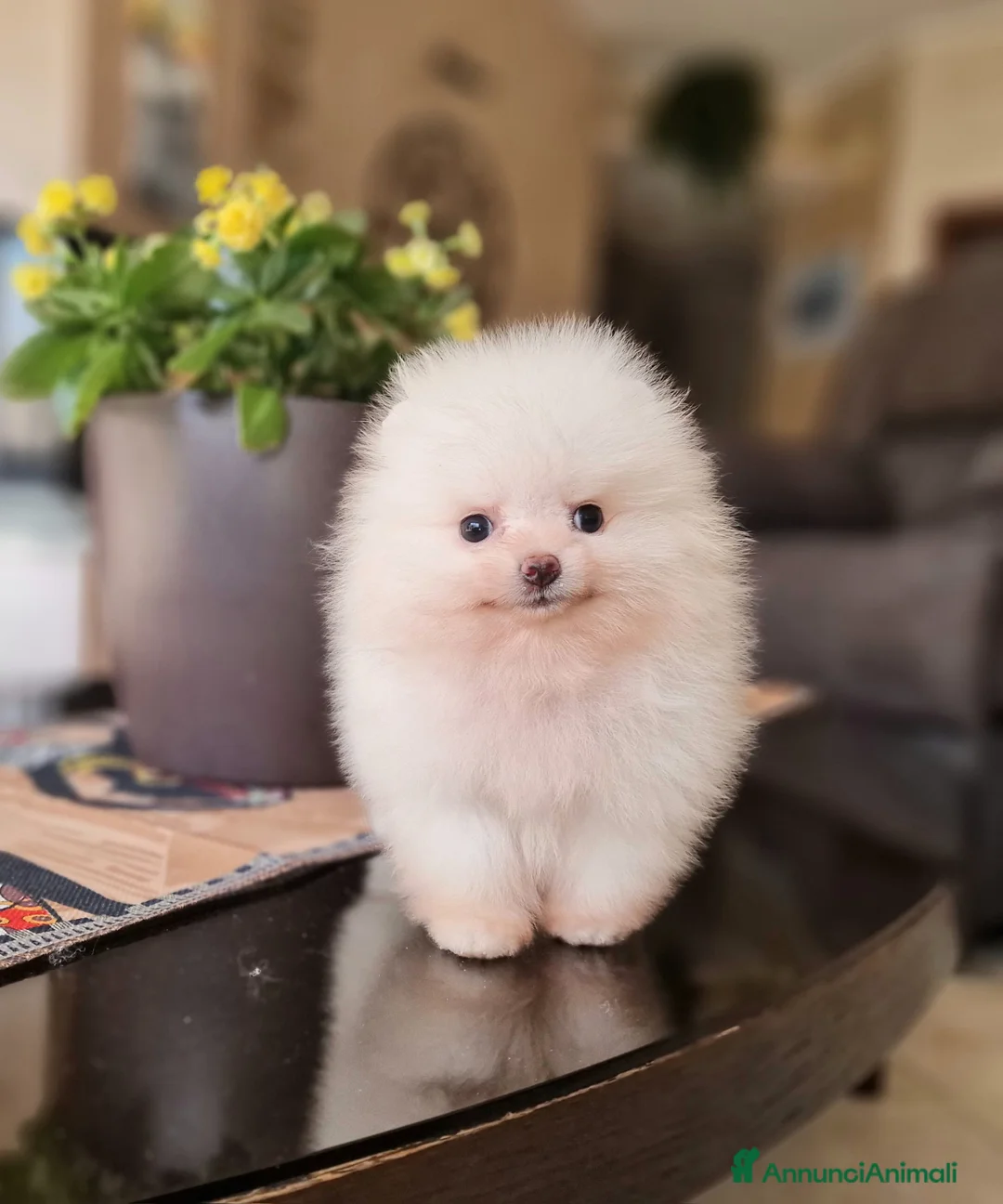 Spitz cani in vendita: Spitz tedesco NANO ( POMERANIA  ) a Provincia di Monza e della Brianza - Annuncio 1