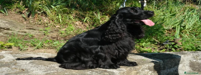 Zoe