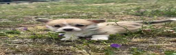 Corgi Pembroke cani in vendita: Welsh Corgi Pembroke con Pedigree - Annuncio 4