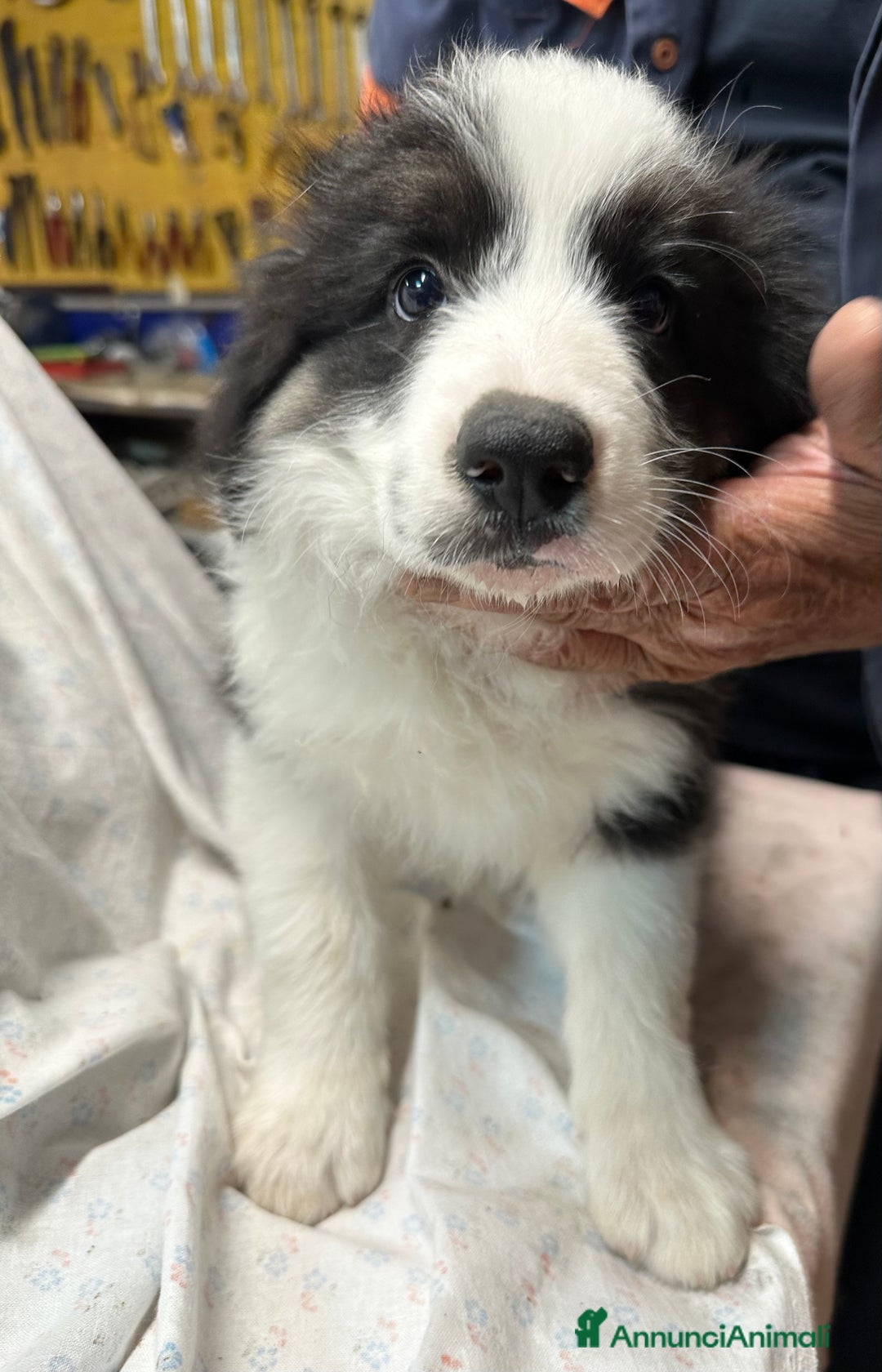 Border Collie cani in vendita: Cuccioli border collie puri  - Annuncio 2