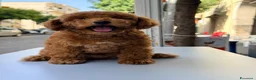 Barboncino Toy cani in vendita: Cucciolo di barboncino Toy - Annuncio 9