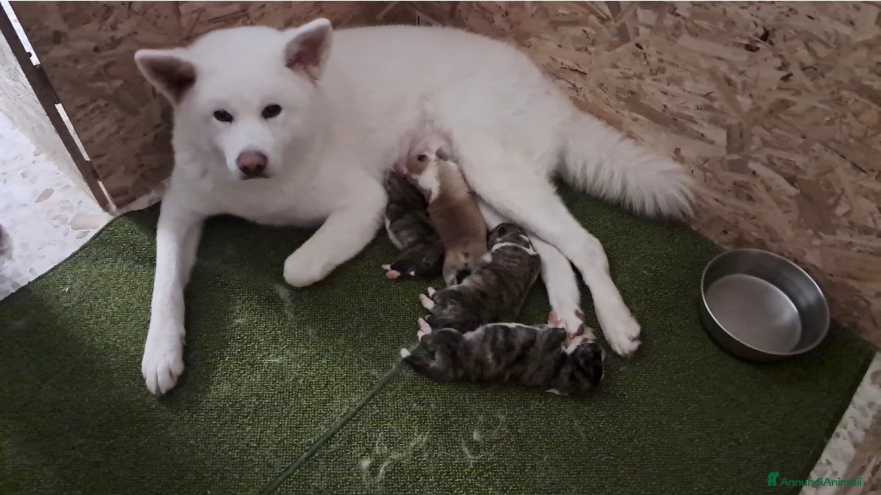 Akita Inu cani Cuccioli Akita inu in vendita  - Annuncio 1