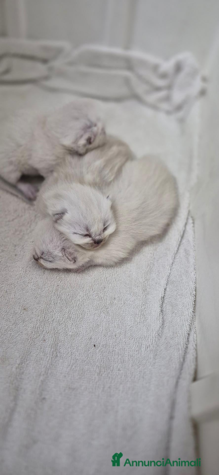 British gatti Gattino british  - Annuncio 1