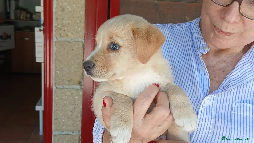 Meticcio cani in regalo: LA DOLCISSIMA VIOLA HA BISOGNO DI UNA CASA - Annuncio 2