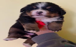 Bovaro del Bernese cani in vendita: Disponibili Cuccioli Bovaro Del Bernese - Immagine 2