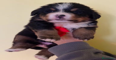 Bovaro del Bernese cani - Annuncio 4