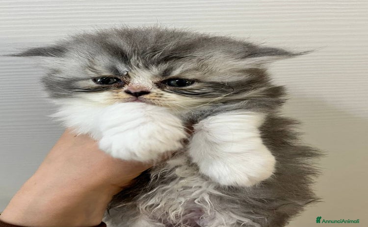 Persiano gatti a Città metropolitana di Messina - Annuncio 2