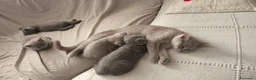 Scottish gatti in vendita: Scottish Fold a Provincia di Mantova - Annuncio 2